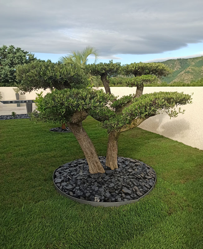 Aplicação de ardósia decorativa em base de árvore num jardim, destacando a estética e a delimitação do espaço com bordadura.