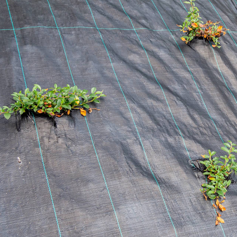 Instalação de tela anti-ervas 130g Bagston com plantas em canteiro.